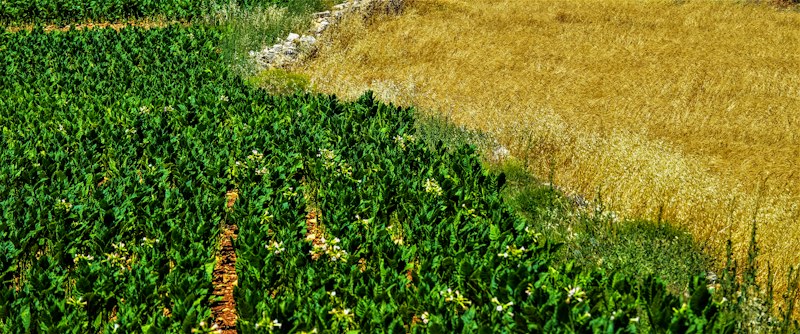 AgroMax Forte Geniş Spektrumlu Fungisit